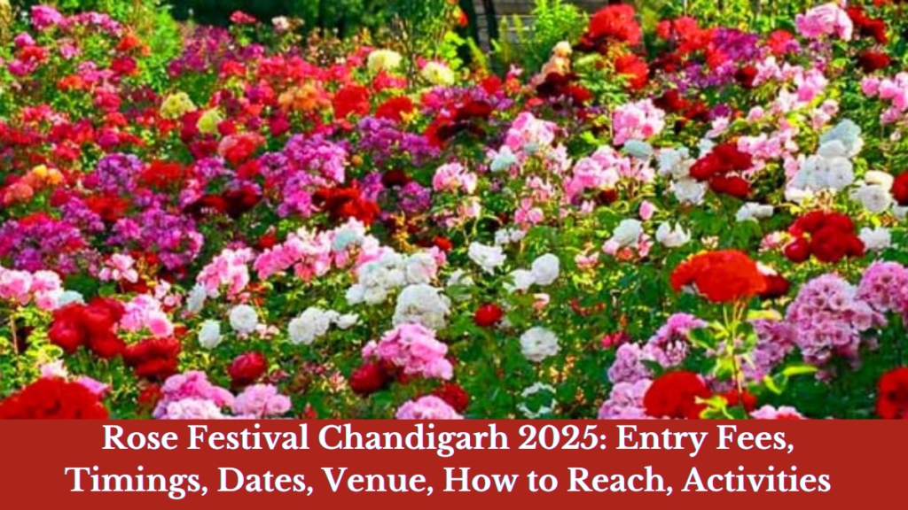 Rose Festival Chandigarh 2025: Entry Fees, Timings, Dates, Venue, How to Reach, Activities